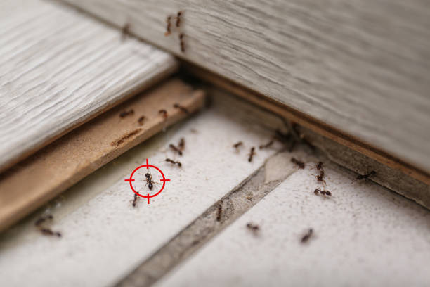 Best Rodent Control Near Me  in Frankenmuth, MI