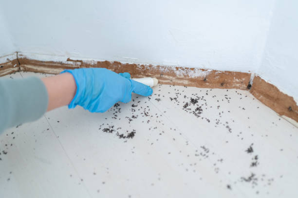 Wildlife Control Services in Frankenmuth, MI